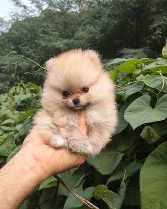 2 cucciole di Pomerania