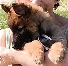 Cucciolo di pastore belga