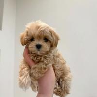 Maltipoo