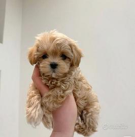 Maltipoo