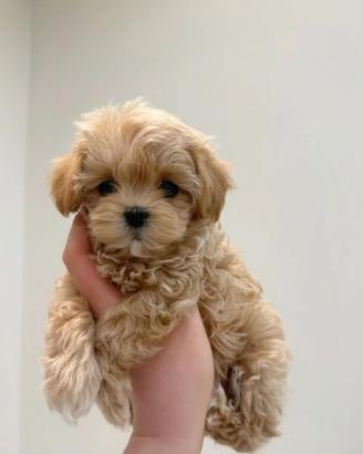 Maltipoo