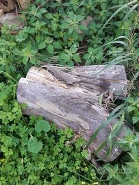 Legna di eucalipto secca