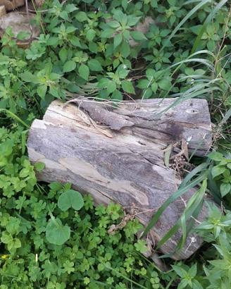 Legna di eucalipto secca