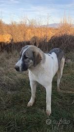 Asia centrale cane da guardiania