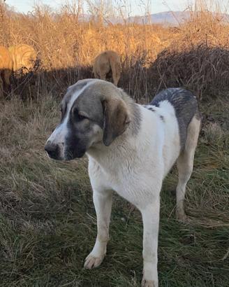 Asia centrale cane da guardiania