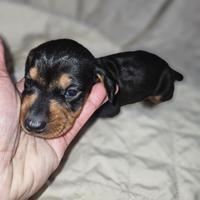 Bassotto nano kaninchen