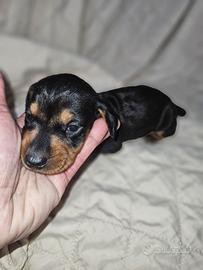 Bassotto nano kaninchen