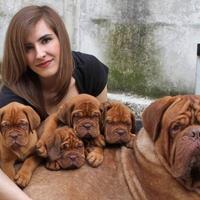 Cuccioli Dogue de Bordeaux