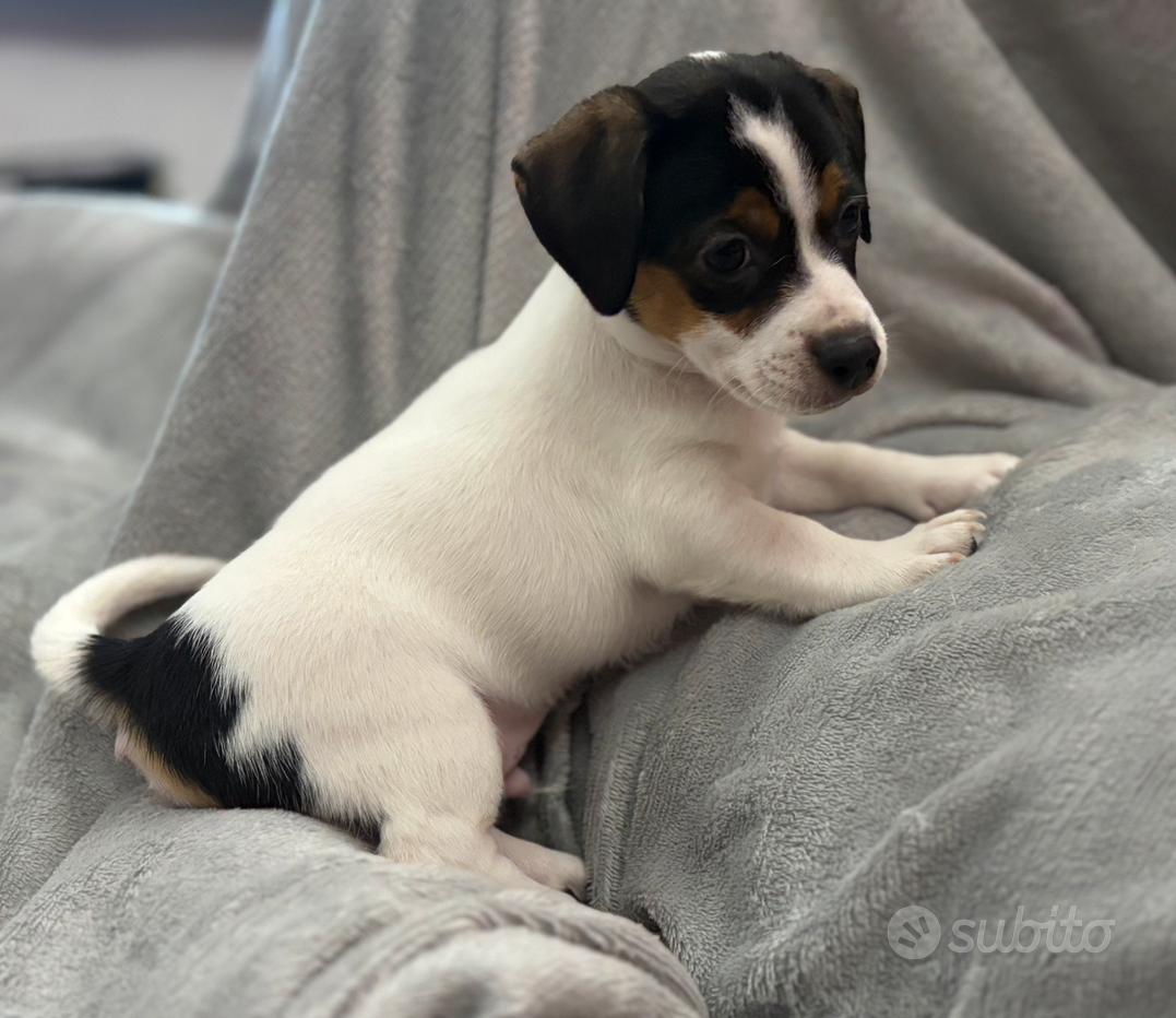 Russell Cross Chihuahua Jack Russel Mix Welpen Russell Cross