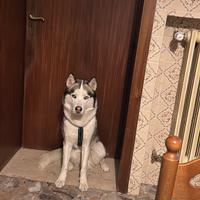 Maschio di siberian husky da accoppiamento