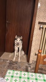 Maschio di siberian husky da accoppiamento