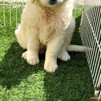 Golden retriever cucciola