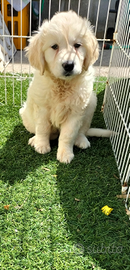 Golden retriever cucciola