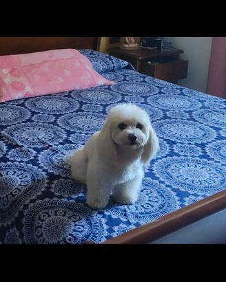 maltese per accoppiamento 
