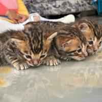 Gattini Bengala con Pedigree