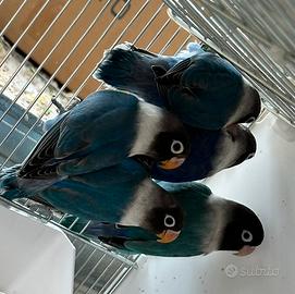 Agapornis personatus