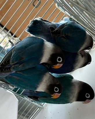 Agapornis personatus