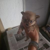 Due cuccioli spitz pomerania toy subito disponibil