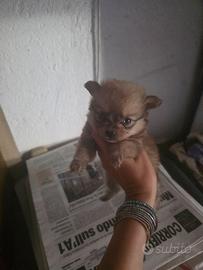 Due cuccioli spitz pomerania toy subito disponibil
