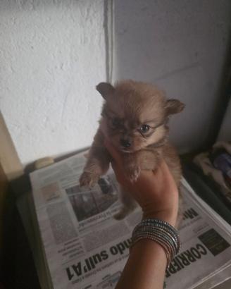 Due cuccioli spitz pomerania toy piccoli mini
