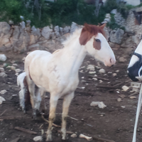 Puledra Paint 2 anni e mezzo con puledro