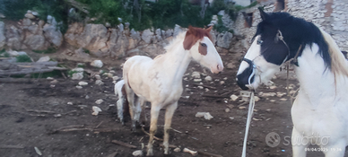 Puledra Paint 2 anni e mezzo con puledro