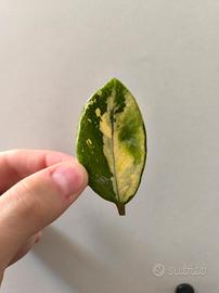 Zamioculcas zz variegata aurea