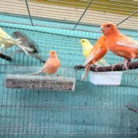 Canarini Rossi Gialli