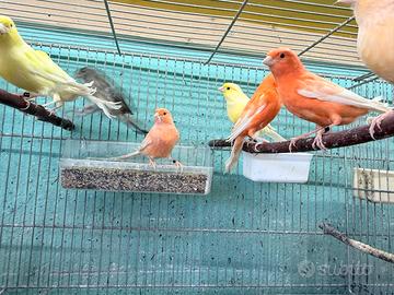 Canarini Rossi Gialli