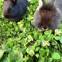 Cuccioli di coniglio nani