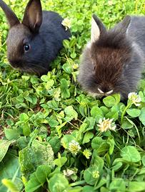 Cuccioli di coniglio nani