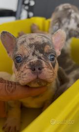 Cuccioli di Bulldog francese