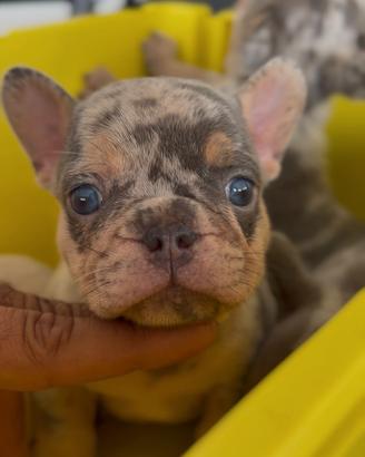 Cuccioli di Bulldog francese