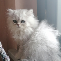 British longhair cucciola