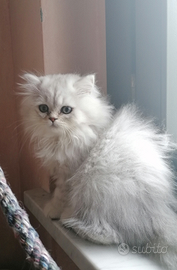 British longhair cucciola