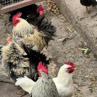 Galli e galline chicchine