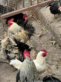 Galli e galline chicchine