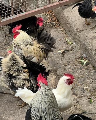 Galli e galline chicchine