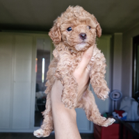 Barboncini toy maschio nero mismak e femmina albi