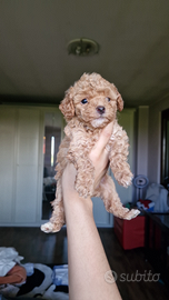 Barboncini toy maschio nero mismak e femmina albi