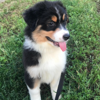 Cuccioli Australian Shepherd (pastore australiano)