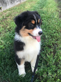 Cuccioli Australian Shepherd (pastore australiano)