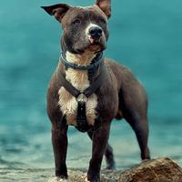 Amstaff blue nose maschio per monta