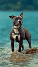 Amstaff blue nose maschio per monta