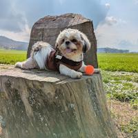 Shih tzu disponibile per monta