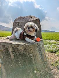 Shih tzu disponibile per monta