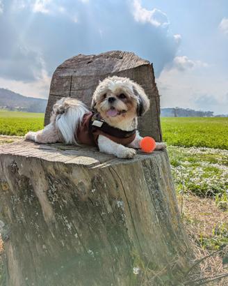 Shih tzu disponibile per monta