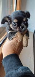 Cucciole Chihuahua pedigree Enci