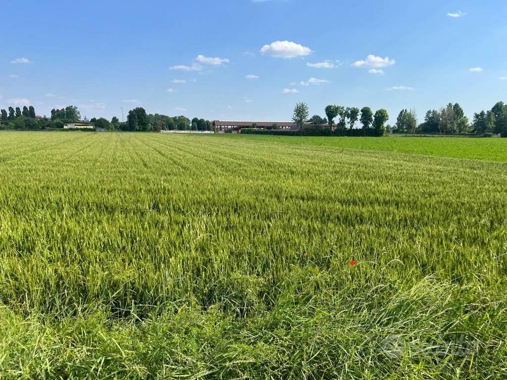 Terreno di 1000 m² a Romano di Lombardia - Vista 5
