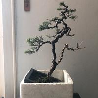 Bonsai ginepro Chinensis